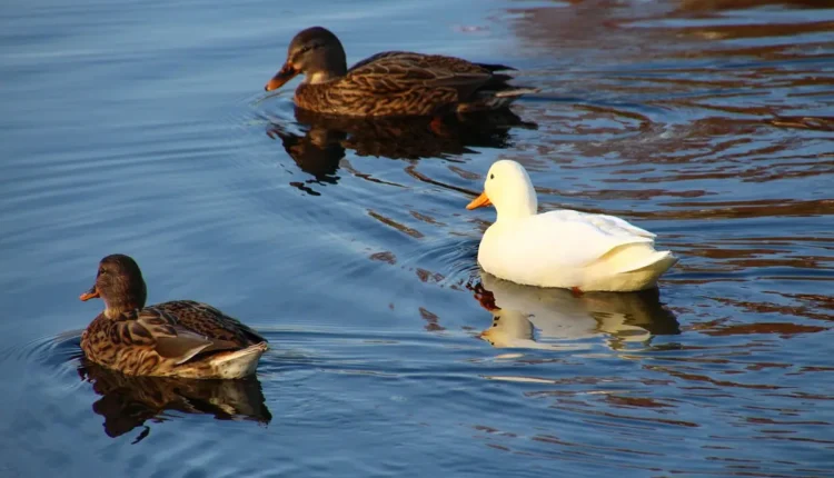 Divergente Entenda Seu Significado e Impacto